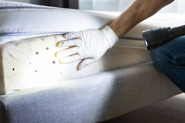 Best Wasp Removal Services  in , FL