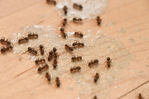 Best Local Pest Control Services  in , FL